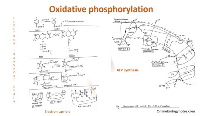 Oxidative phosphorylation: Electron transport chain and ATP synthesis