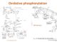 Oxidative phosphorylation: Electron transport chain and ATP synthesis