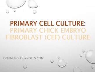 Primary cell culture: Preparation of primary chick embryo fibroblast (CEF) culture