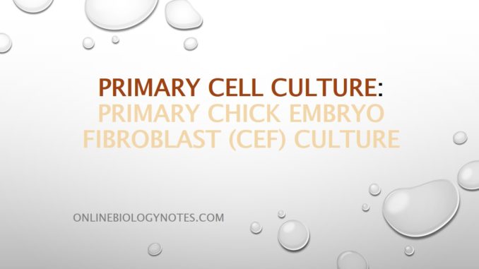 Primary cell culture: Preparation of primary chick embryo fibroblast (CEF) culture