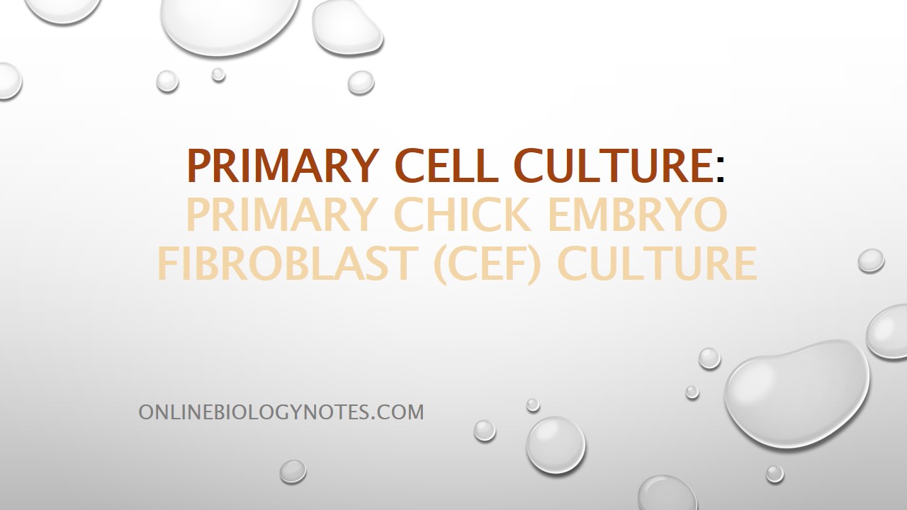 Primary cell culture-Preparation of primary chick embryo fibroblast (CEF)  culture - Online Biology Notes
