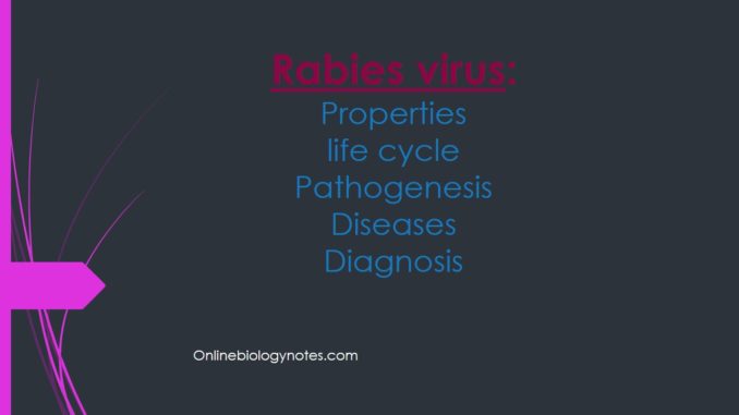 Rabies virus: Properties, life cycle, pathogenesis, diseases and diagnosis