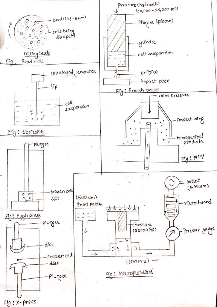 physical methods of cell disruption