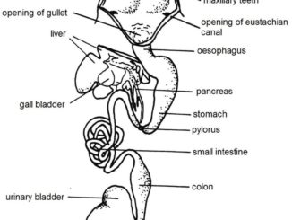 Digestive system of frog: Anatomy and Physiology of digestion