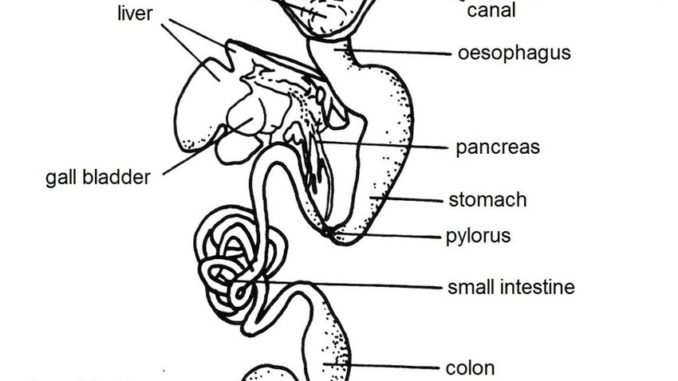 Digestive system of frog: Anatomy and Physiology of digestion