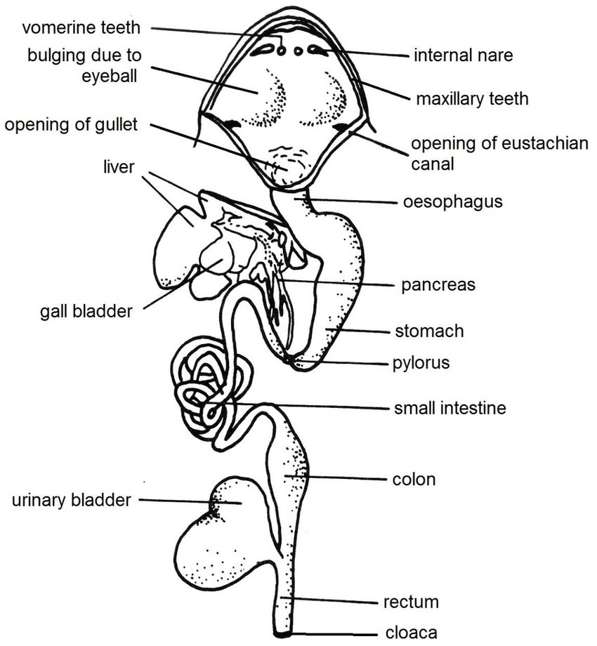 Digestive system of frog: Anatomy and Physiology of digestion