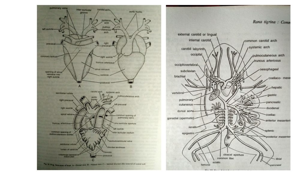Circulatory system of Frog - Online Biology Notes