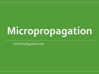 micropropagation