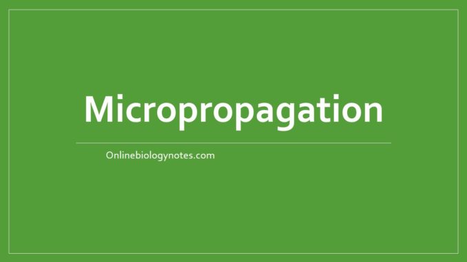 micropropagation