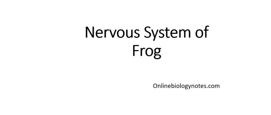 nervous system of frog
