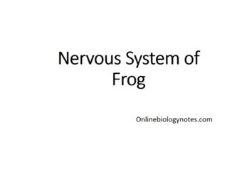 nervous system of frog