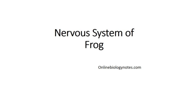 nervous system of frog