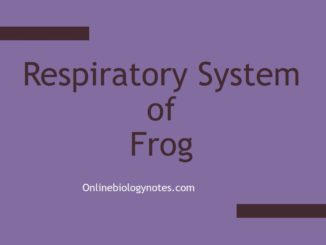 respiration in frog