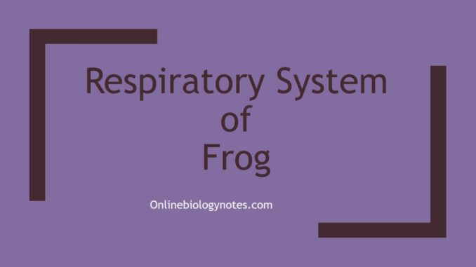 respiration in frog