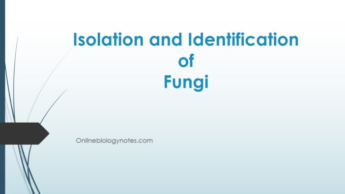 Isolation and Identification of Fungi