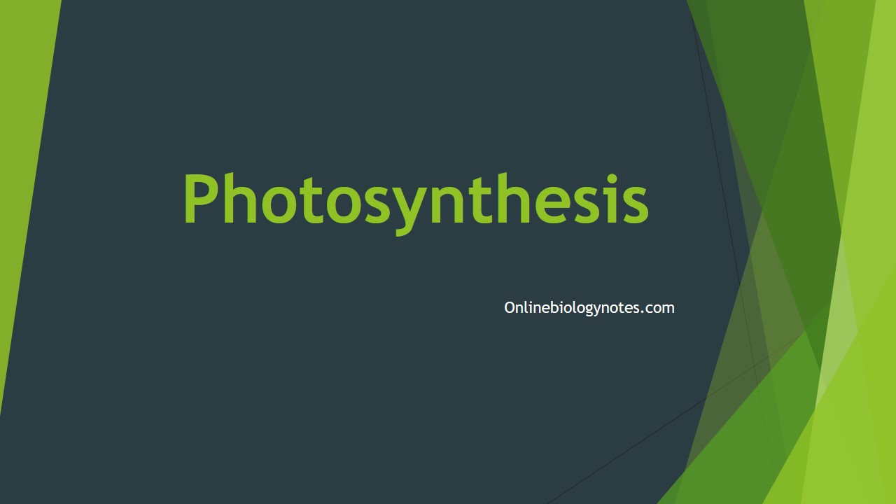 photosynthesis 1