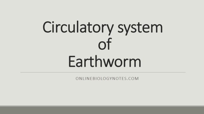 Circulatory system of Earthworm