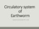 Circulatory system of Earthworm