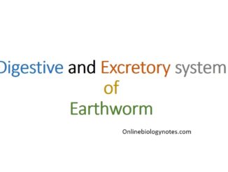 Digestive and excretory system of Earthworm