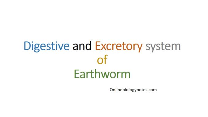 Digestive and excretory system of Earthworm