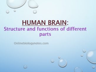 Human Brain: Structure and Functions of different parts
