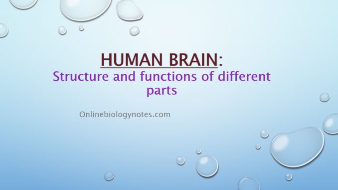 Human Brain: Structure and Functions of different parts