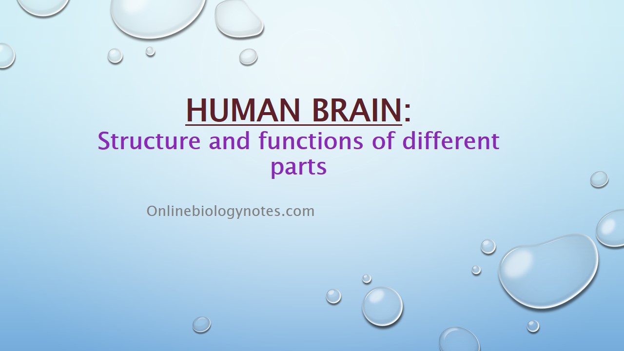 Human Brain: Structure and Functions of different parts - Online