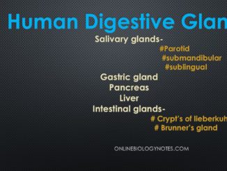 Digestive glands in Human digestive system, their secretions and functions