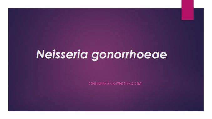 Neisseria gonorrhoeae: morphology, characteristics, pathogenesis, diagnosis and treatment