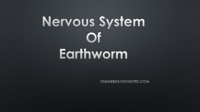 Nervous system of Earthworm