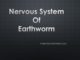 Nervous system of Earthworm