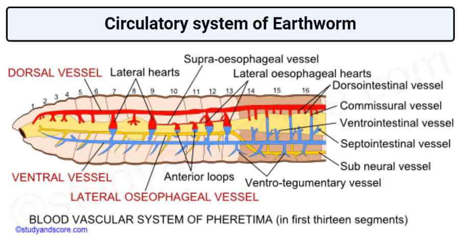 Circulatory system of Earthworm - Online Biology Notes