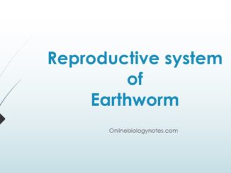 Reproductive system of Earthworm