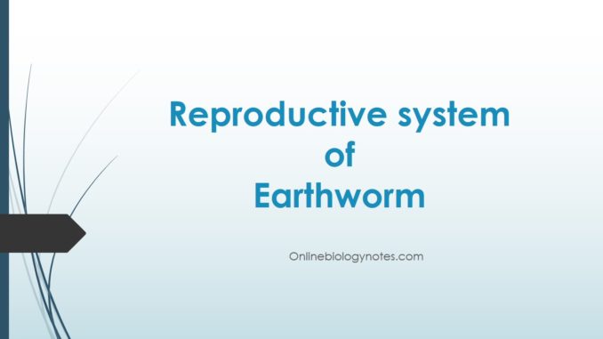 Reproductive system of Earthworm