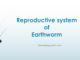 Reproductive system of Earthworm