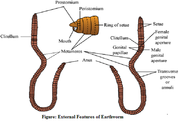 Earthworm: habit, habitat, external feature and morphology - Online Biology  Notes