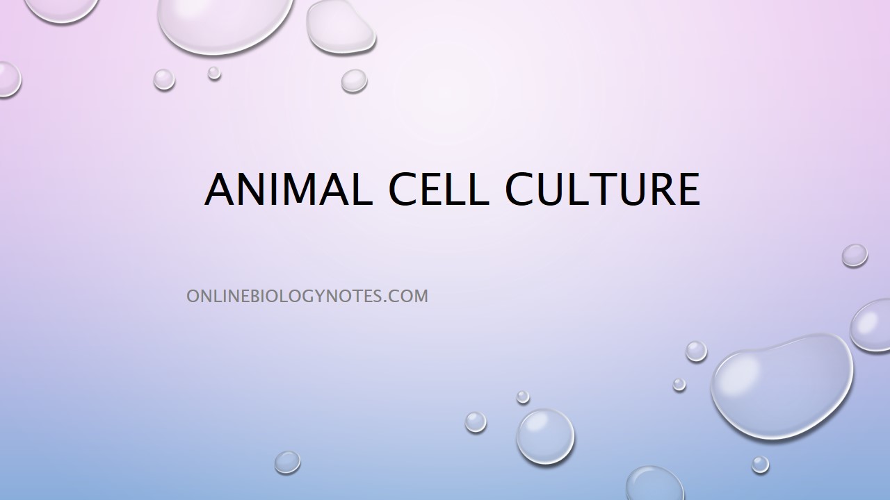 Animal cell culture - Online Biology Notes
