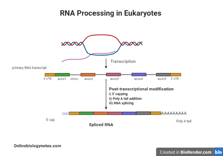RNA Processing in eukaryotes