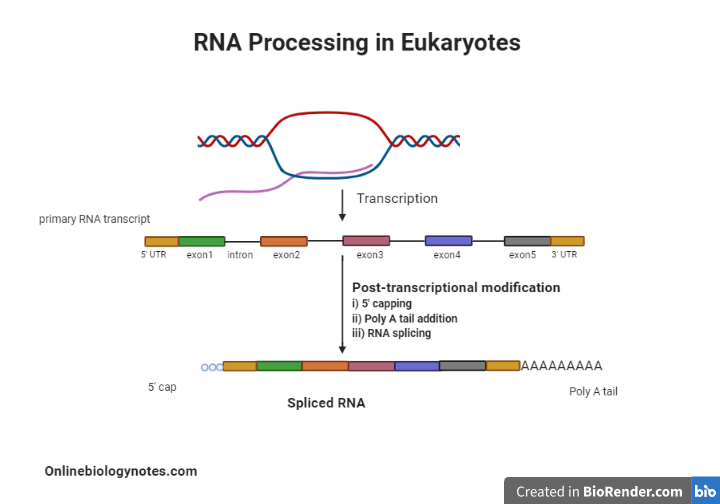 rna processing