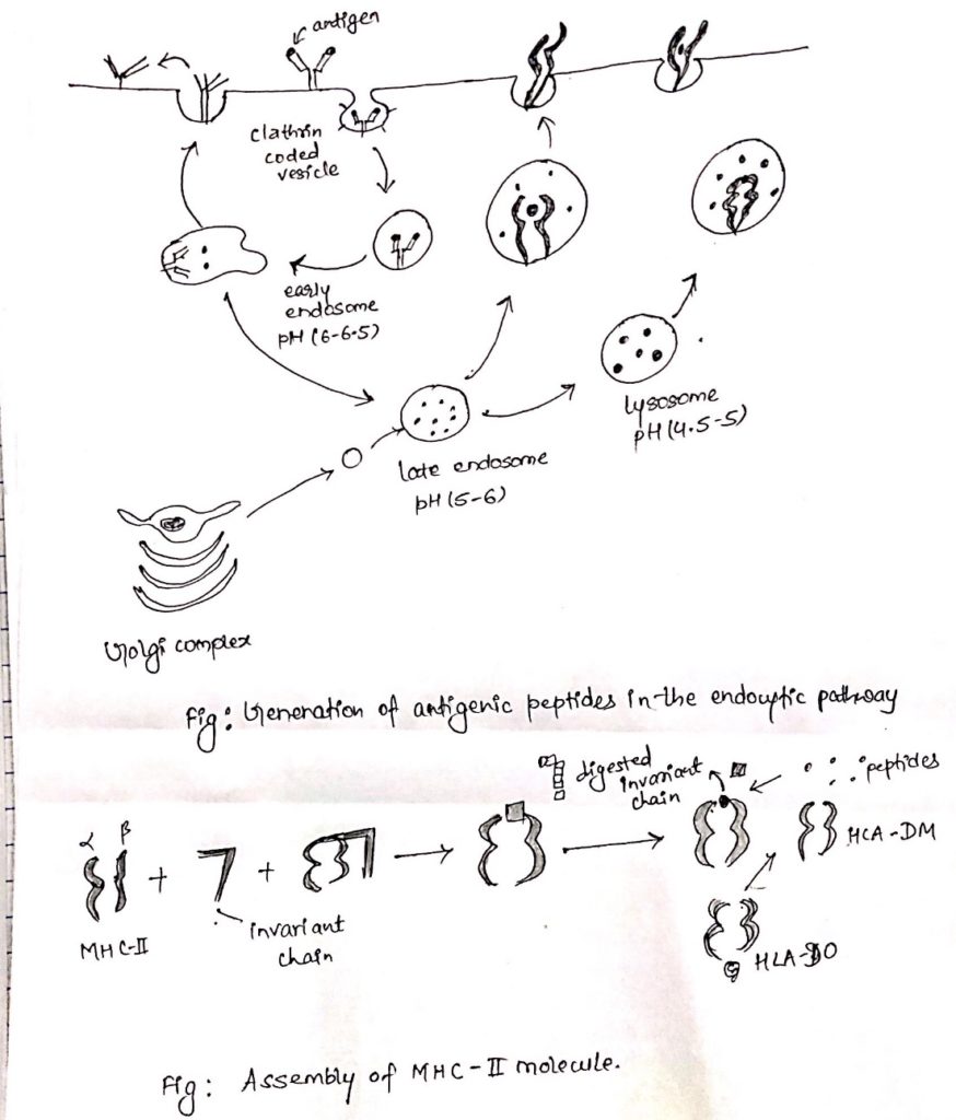 explain the process of antigen presentation