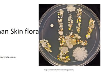 human skin microflora