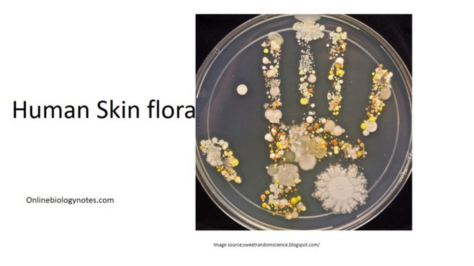human skin microflora