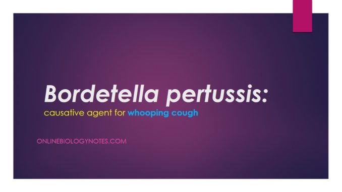 Bordetella pertussis: characteristics, virulence factors, pathogenesis, symptoms, treatment and vaccine
