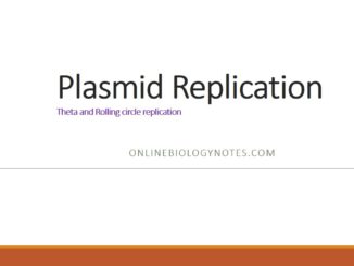 Mechanism of plasmid replication
