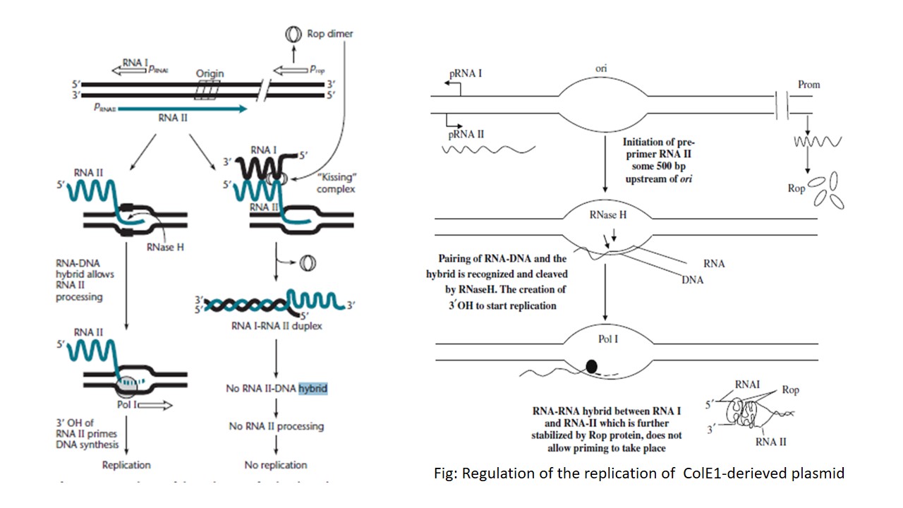Regulation of the replication of ColE1-derieved plasmid