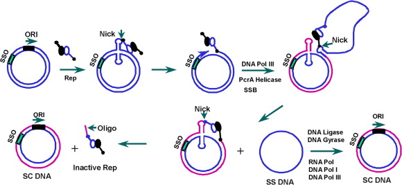 rolling circle plasmid replication