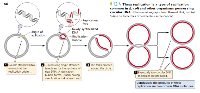 Mechanism of Plasmid replication: theta and rolling circle DNA ...