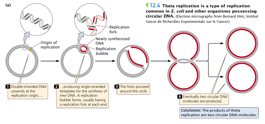 theta replication of plasmid