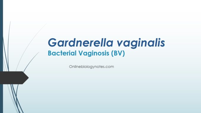 Gardnerella vaginalis associated Bacterial Vaginosis (BV): clinical, cultural and Biochemical diagnosis