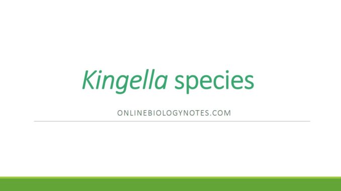 Kingella species: clinical, cultural and biochemical characteristics